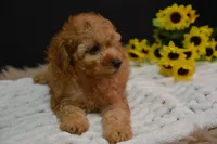 Caesar, a male Poodle - Toy  for sale in Ladysmith, WI – 3 of 10