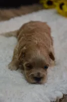 Dozer, a male Maltipoo for sale in Ladysmith, WI – 9 of 9