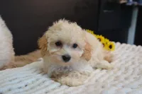 Hudson, a male Maltipoo for sale in Ladysmith, WI – 9 of 10
