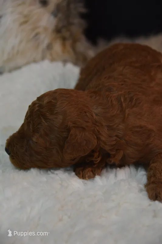 Koda – Poodle - Toy  puppy for sale in Ladysmith, WI