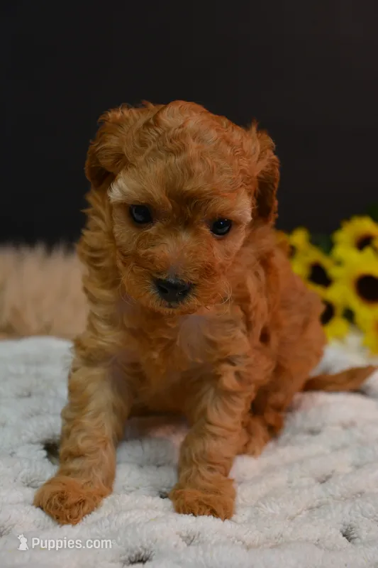 Caesar – Poodle - Toy  puppy for sale in Ladysmith, WI