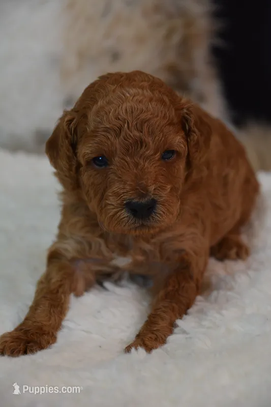 Flint – Poodle - Toy  puppy for sale in Ladysmith, WI