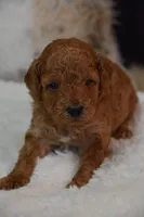 Flint, a male Poodle - Toy  for sale in Ladysmith, WI – 1 of 10