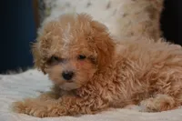 Hugo, a male Maltipoo for sale in Ladysmith, WI – 9 of 10