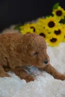 Flint, a male Poodle - Toy  for sale in Ladysmith, WI – 3 of 10