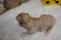 Dixie, a female Maltipoo for sale in Ladysmith, WI – 4 of 9