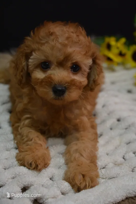 Caesar – Poodle - Toy  puppy for sale in Ladysmith, WI