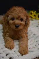 Caesar, a male Poodle - Toy  for sale in Ladysmith, WI – 1 of 10