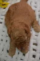 Gipsy, a female Poodle - Toy  for sale in Ladysmith, WI – 6 of 10