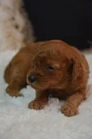 Kai, a male Poodle - Toy  for sale in Ladysmith, WI – 9 of 10