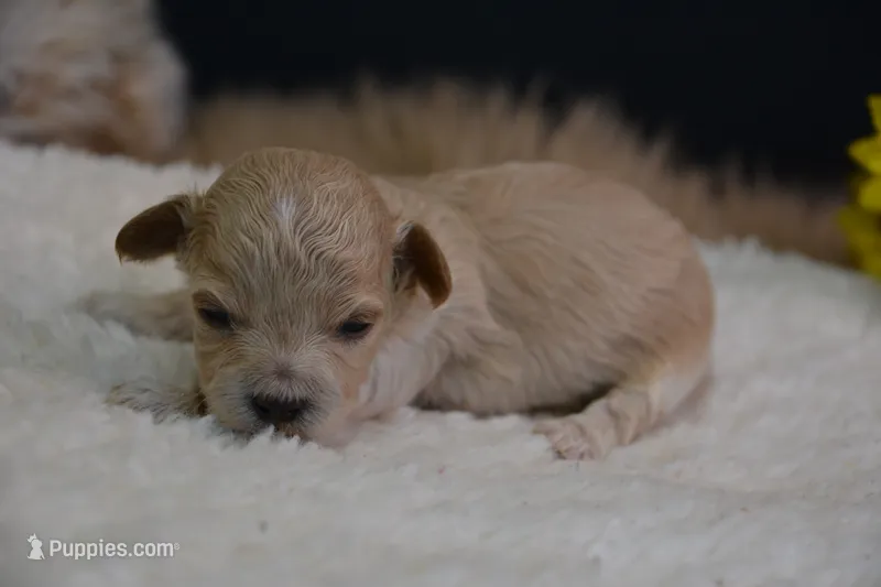 Hershey – Maltipoo puppy for sale in Ladysmith, WI