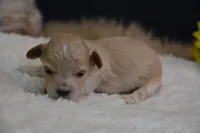 Hershey, a male Maltipoo for sale in Ladysmith, WI – 1 of 7