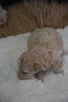 Hugo, a male Maltipoo for sale in Ladysmith, WI – 10 of 10