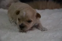 Hudson, a male Maltipoo for sale in Ladysmith, WI – 9 of 10