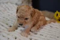 Oakley, a male Maltipoo for sale in Ladysmith, WI – Photo 4 of 10