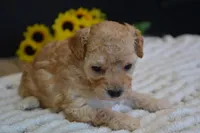 Oakley, a male Maltipoo for sale in Ladysmith, WI – Photo 7 of 10