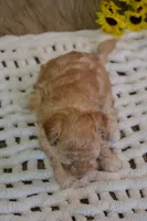 Oakley, a male Maltipoo for sale in Ladysmith, WI – Photo 10 of 10