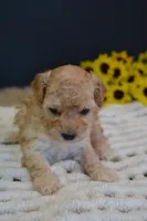 Oakley, a male Maltipoo for sale in Ladysmith, WI – Photo 5 of 10