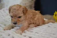 Oakley, a male Maltipoo for sale in Ladysmith, WI – Photo 6 of 10