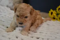 Oakley, a male Maltipoo for sale in Ladysmith, WI – Photo 8 of 10