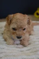 Oakley, a male Maltipoo for sale in Ladysmith, WI – Photo 3 of 10