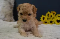 Oakley, a male Maltipoo for sale in Ladysmith, WI – Photo 1 of 10