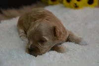 Dozer, a male Maltipoo for sale in Ladysmith, WI – 6 of 9