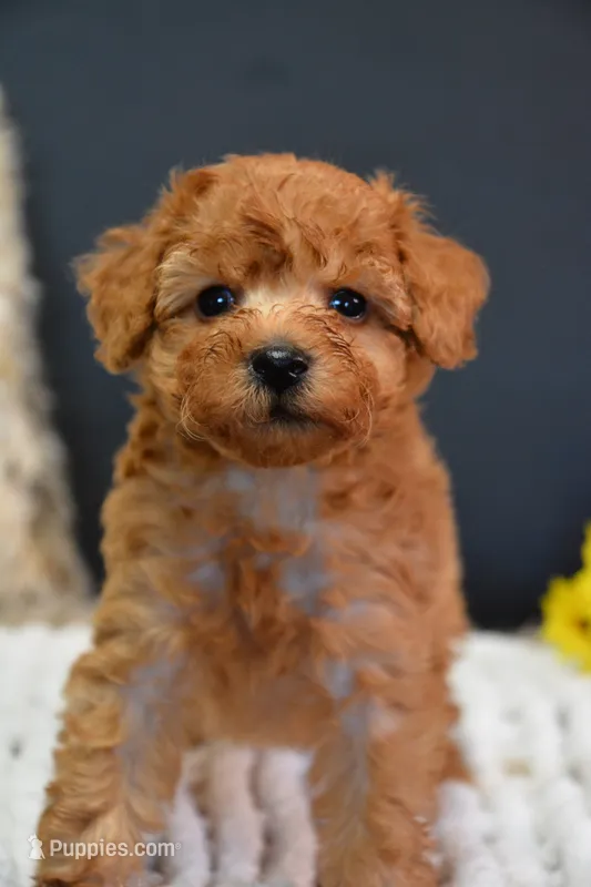 Leo – Poodle - Toy  puppy for sale in Ladysmith, WI