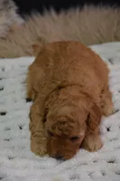Gipsy, a female Poodle - Toy  for sale in Ladysmith, WI – 7 of 10