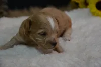 Dusty, a male Maltipoo for sale in Ladysmith, WI – 6 of 6