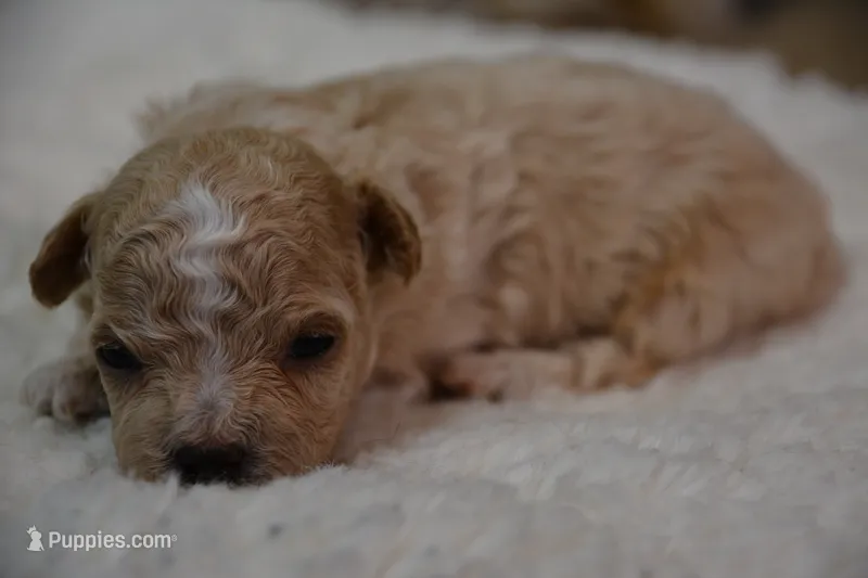 Hugo – Maltipoo puppy for sale in Ladysmith, WI