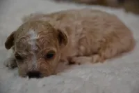 Hugo, a male Maltipoo for sale in Ladysmith, WI – 1 of 10