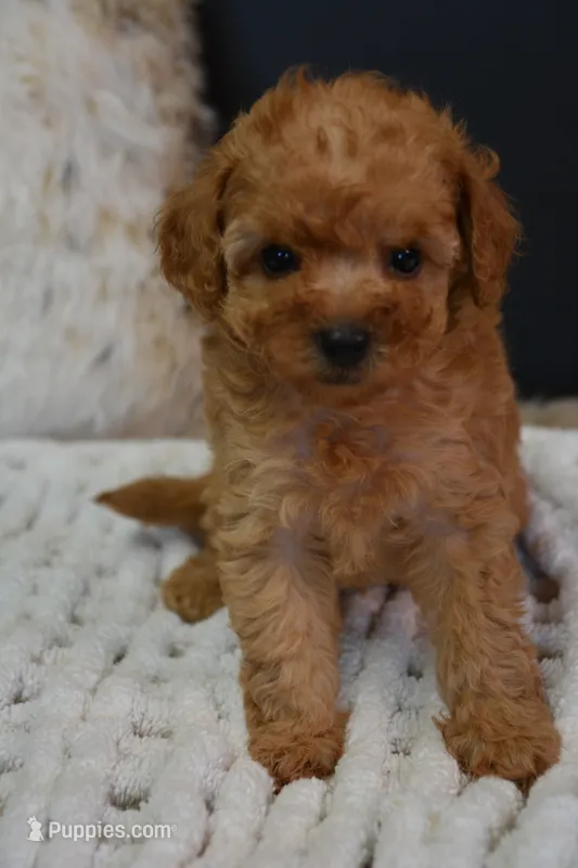 Luca – Poodle - Toy  puppy for sale in Ladysmith, WI