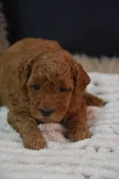 Ivy, a female Poodle - Toy  for sale in Ladysmith, WI – 10 of 10