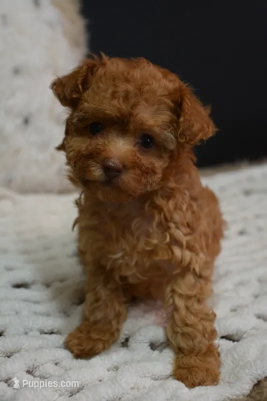 Felix  – Poodle - Toy  puppy for sale in Ladysmith, WI