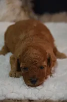 Kahlua, a female Poodle - Toy  for sale in Ladysmith, WI – 1 of 8