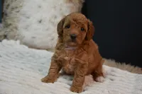 Izzy, a female Poodle - Toy  for sale in Ladysmith, WI – 5 of 10
