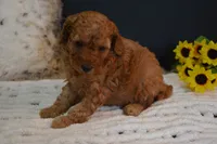 Kai, a male Poodle - Toy  for sale in Ladysmith, WI – 7 of 8