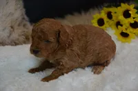 Flint, a male Poodle - Toy  for sale in Ladysmith, WI – 8 of 10