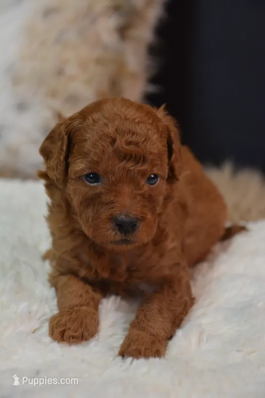 Loki – Poodle - Toy  puppy for sale in Ladysmith, WI