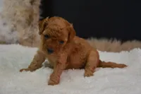 Luca, a male Poodle - Toy  for sale in Ladysmith, WI – 7 of 8