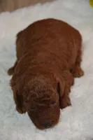Kip, a male Poodle - Toy  for sale in Ladysmith, WI – 8 of 9