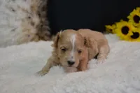 Dixie, a female Maltipoo for sale in Ladysmith, WI – 3 of 9