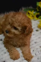 Caesar, a male Poodle - Toy  for sale in Ladysmith, WI – 10 of 10