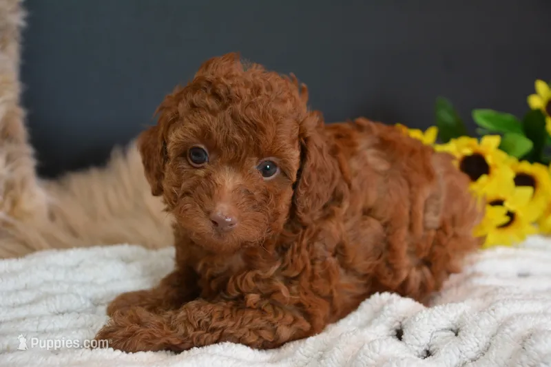 Cruz – Poodle - Toy  puppy for sale in Ladysmith, WI