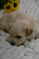 Harley, a male Maltipoo for sale in Ladysmith, WI – 6 of 9