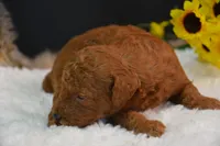 Koda, a male Poodle - Toy  for sale in Ladysmith, WI – 9 of 9