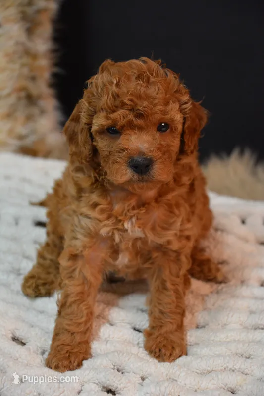 Flint – Poodle - Toy  puppy for sale in Ladysmith, WI