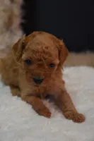 Luca, a male Poodle - Toy  for sale in Ladysmith, WI – 2 of 8