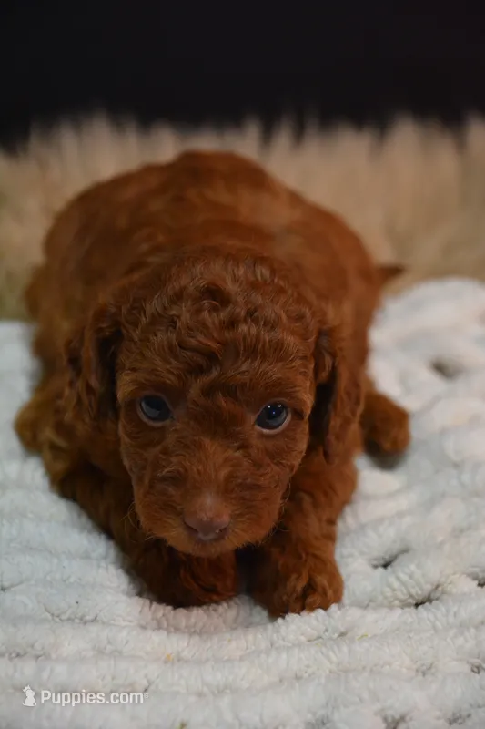 Cruz – Poodle - Toy  puppy for sale in Ladysmith, WI